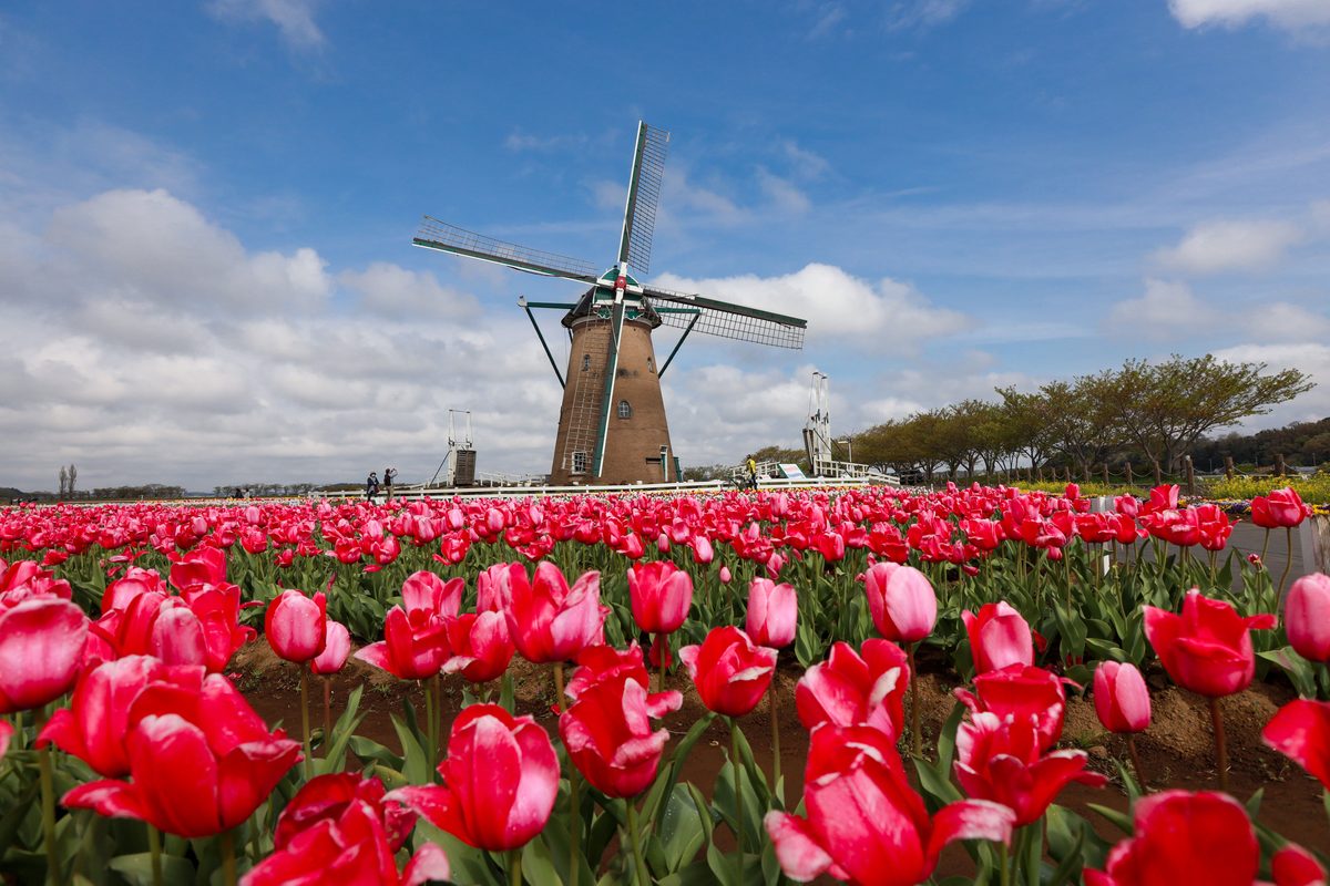 Nederlandse windmolen achter een veld met bloeiende rode tulpen